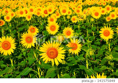 夏の小千谷山本山高原ひまわり花畑に広がる満開のひまわりの花 夏の小千谷山本山高原ひまわり花畑に広がる満開のひまわりの花 141575849