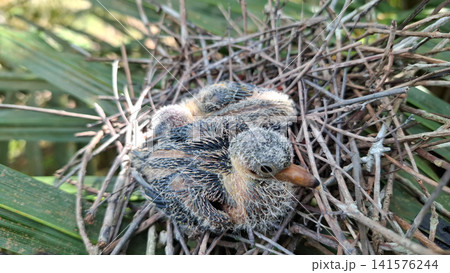 Top View of Baby Chicks Resting in Twig Nest Top View of Baby Chicks Resting in Twig Nest 141576244