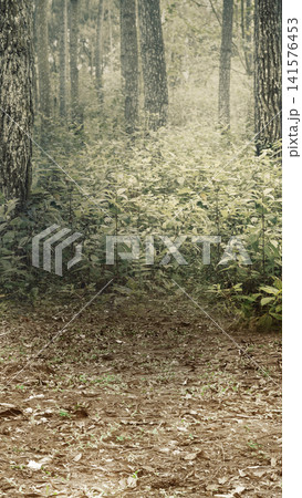 Vertical shot of a quiet forest path covered in dry leaves, leading to lush green undergrowth and tall pine trees in a hazy, vintage-toned woodland setting. Halloween and horror background Vertical shot of a quiet forest path covered in dry leaves, leading to lush green undergrowth and tall pine trees in a hazy, vintage-toned woodland setting. Halloween and horror background 141576453