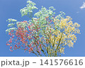 空とかすみ草 141576616