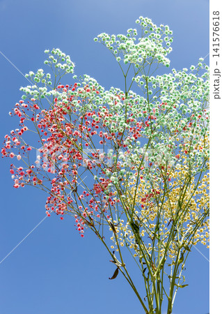 空とかすみ草 空とかすみ草 141576618