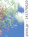 空とかすみ草 141576620