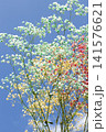 空とかすみ草 141576621