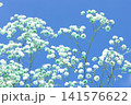 空とかすみ草 141576622