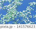 空とかすみ草 141576623