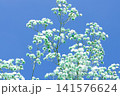空とかすみ草 141576624