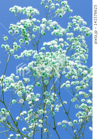 空とかすみ草 141576625