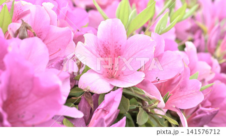 ツツジ水滴付き　azalea with raindrops 141576712