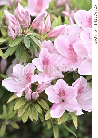 ツツジ水滴付き azalea with raindrops ツツジ水滴付き azalea with raindrops 141576725