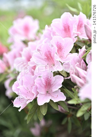 ツツジ水滴付き azalea with raindrops ツツジ水滴付き azalea with raindrops 141576726