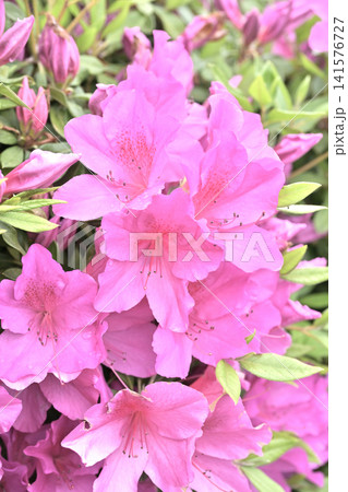 ツツジ水滴付き　azalea with raindrops 141576727