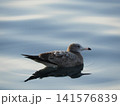 水面に浮かぶ海鳥 141576839