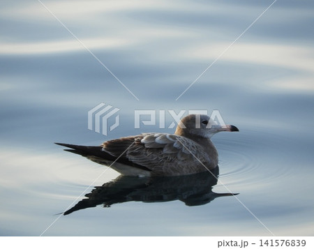 水面に浮かぶ海鳥 141576839