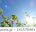 太陽と梅の木 141576901