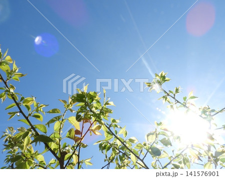 太陽と梅の木 141576901