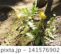 たんぽぽ 141576902