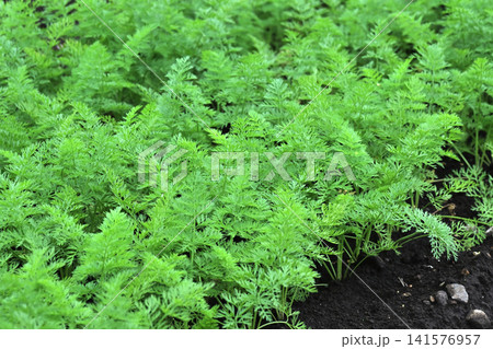 にんじん畑(Carrot field) にんじん畑(Carrot field) 141576957