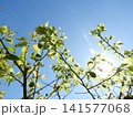 青梅と青空 141577068