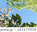 春の木と空 141577070