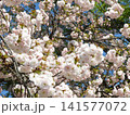八重桜 141577072