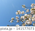 八重桜と青空 141577073