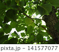 木になる梅の実 141577077
