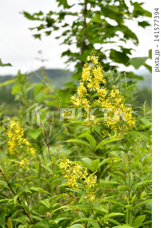 山野草花キエビネ 山野草花キエビネ 141577394