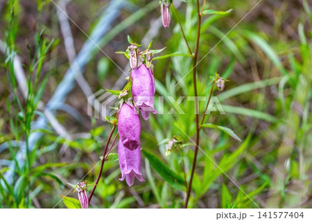 初夏の野山に咲くホタルブクロの花 クローズアップ 初夏の野山に咲くホタルブクロの花 クローズアップ 141577404
