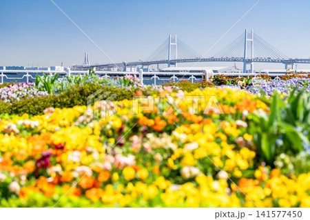 横浜ベイブリッジを望む春の山下公園の花畑 横浜ベイブリッジを望む春の山下公園の花畑 141577450