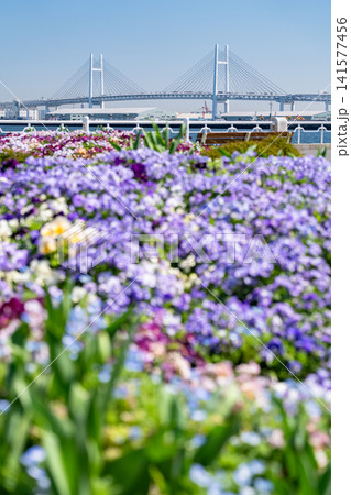 横浜ベイブリッジを望む春の山下公園の花畑 横浜ベイブリッジを望む春の山下公園の花畑 141577456