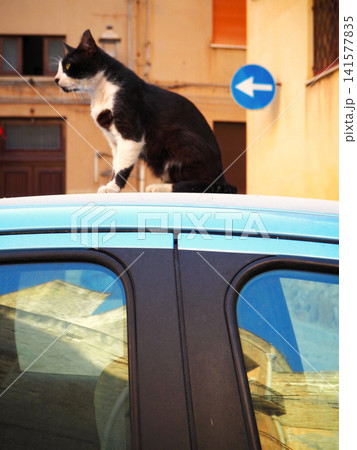 チリア島トラパニの街角で車のボンネットの上に座るハチワレの野良猫野良猫 チリア島トラパニの街角で車のボンネットの上に座るハチワレの野良猫野良猫 141577835