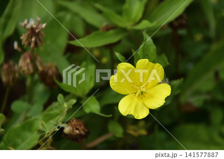 山野草花メマツヨイグサ 141577887