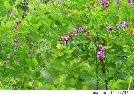 山野草花ハマエンドウ 山野草花ハマエンドウ 141577929