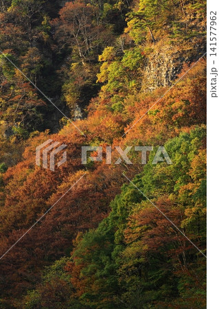 秋の色に染まる葛丸川渓流 141577962
