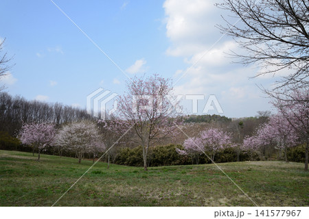 小宅(おやけ)古墳群「菜の花・桜まつり」#33 小宅(おやけ)古墳群「菜の花・桜まつり」#33 141577967