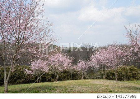 小宅（おやけ）古墳群「菜の花・桜まつり」＃35 141577969