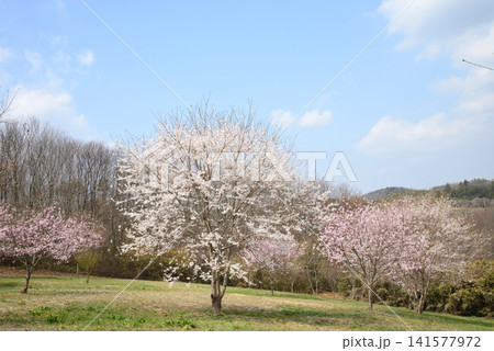 小宅（おやけ）古墳群「菜の花・桜まつり」＃38 141577972
