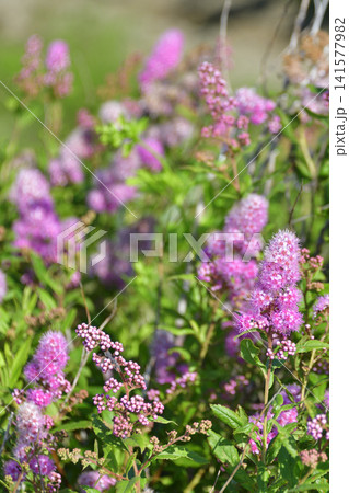 山野草花ホザキシモツケ 山野草花ホザキシモツケ 141577982