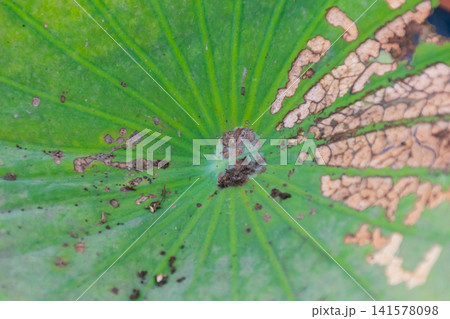 Closeup of lotus leaf natural brown damage detailed veins organic texture showing plant aging weathering botanical patterns natural daylight Closeup of lotus leaf natural brown damage detailed veins organic texture showing plant aging weathering botanical patterns natural daylight 141578098