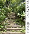 山頂へ続く紫陽花の階段風景 141578468