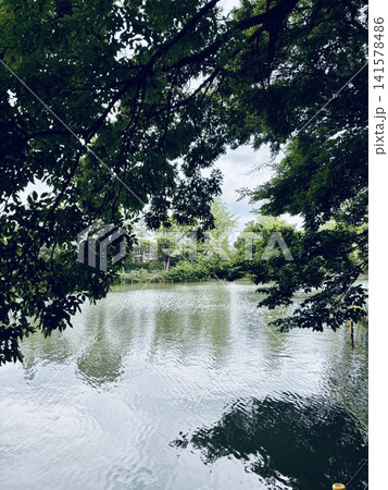 緑の木々の間を流れる川 緑の木々の間を流れる川 141578486