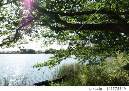 池田湖公園/Ikeda lake(長崎県大村市) 池田湖公園/Ikeda lake(長崎県大村市) 141578549