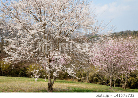 小宅（おやけ）古墳群「菜の花・桜まつり」　＃41 141578732