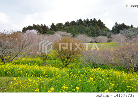 小宅(おやけ)古墳群「菜の花・桜まつり」 #47 小宅(おやけ)古墳群「菜の花・桜まつり」 #47 141578738