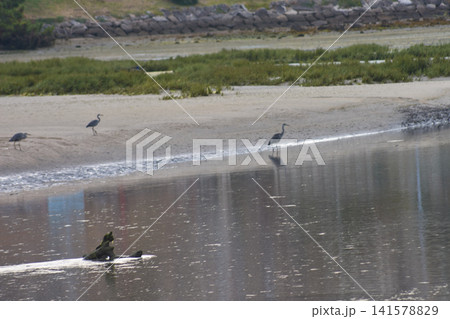 A rare dimorphic egret forages on the shore of an estuary in Galicia 141578829