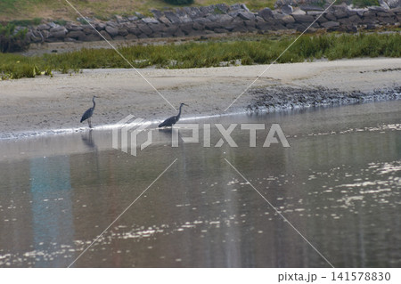 A rare dimorphic egret forages on the shore of an estuary in Galicia 141578830
