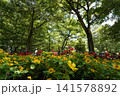 色鮮やかな花壇越しに見上げる新緑の木々と木漏れ日 141578892