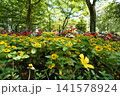 緑豊かな公園の花壇に咲き誇る鮮やかな黄色と赤色の花々 141578924