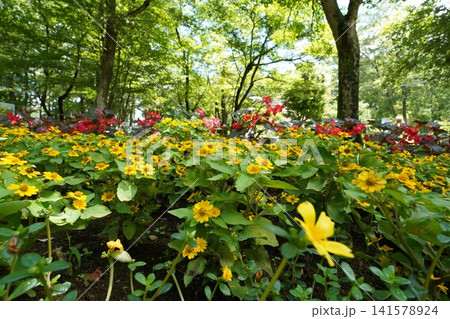 緑豊かな公園の花壇に咲き誇る鮮やかな黄色と赤色の花々 緑豊かな公園の花壇に咲き誇る鮮やかな黄色と赤色の花々 141578924