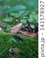 森の中のしっとりとした緑の苔の上を歩く黒い昆虫 141578927